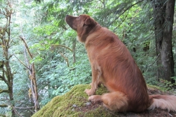 Dog in woods